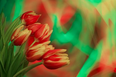Yellow red tulips bouquet on black background
