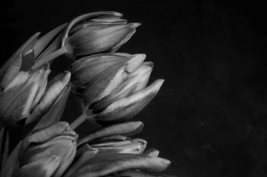 Yellow red tulips bouquet on black background