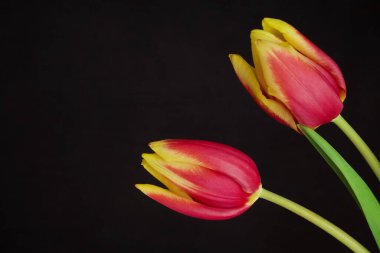 Yellow red tulips bouquet on black background