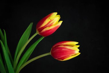 Yellow red tulips bouquet on black background