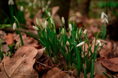  Snowdrop or Galanthus nivalis bulbs in the winter season.