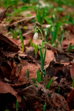  Snowdrop or Galanthus nivalis bulbs in the winter season.