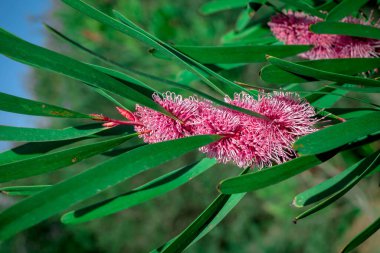 Yapraklı güzel okaliptüs çiçeğine yakın çekim