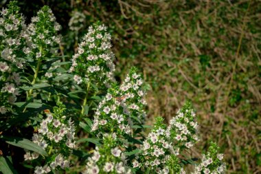 Flora Gran Canaria, Ocak ayında çiçeklenme Echium decaisnei