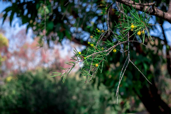 葉を持つ美しいユーカリの花に近い — ストック写真