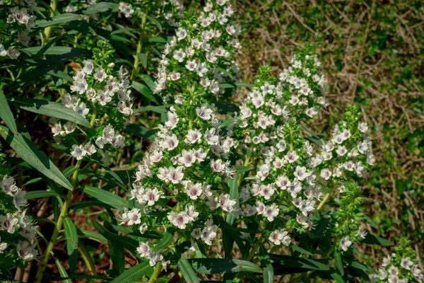 Flora Von Gran Canaria Echium Decaisnei Blüht Januar — Stockfoto