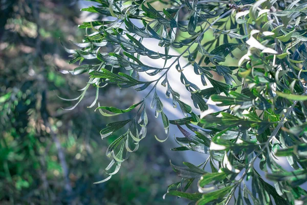 Aproape Frumoasa Floare Eucalipt Frunze — Fotografie, imagine de stoc