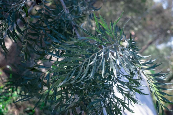 Close Van Prachtige Eucalyptus Bloem Met Bladeren — Stockfoto