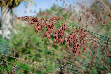 Kırsal Çimen Alanı, doğal Arkaplan