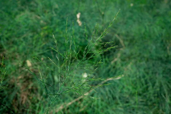 Gambar Close Rumput Hijau Taman — Stok Foto