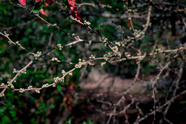 Twig Sweet Thorn Dengan Duri Tajam — Stok Foto