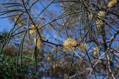 Yapraklı güzel okaliptüs çiçeğine yakın çekim