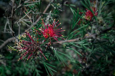 Yapraklı güzel okaliptüs çiçeğine yakın çekim