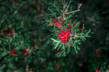 Yapraklı güzel okaliptüs çiçeğine yakın çekim