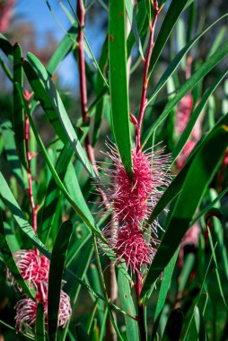 Yapraklı güzel okaliptüs çiçeğine yakın çekim