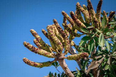 Cussonia spicata, çivili lahana ağacı, alçak lahana ağacı.