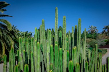 Euphorbia canariensis - Kanarya Adası tipik kaktüs