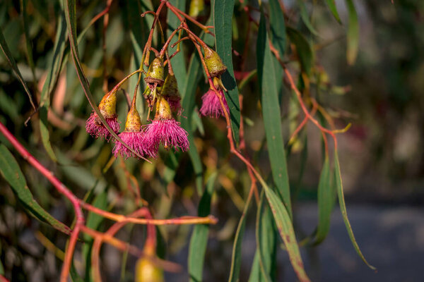 Close-up to beautiful eucalyptus flower with leaves