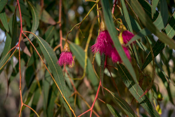 Close-up to beautiful eucalyptus flower with leaves