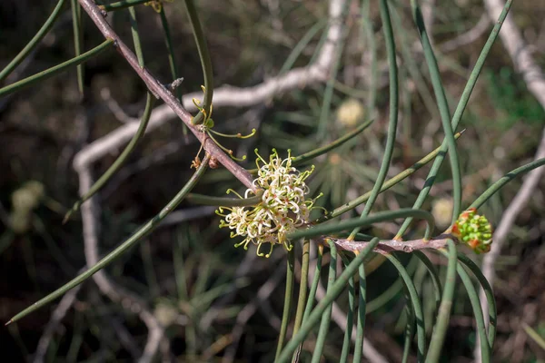 Zbliżenie Pięknego Kwiatu Eukaliptusa Liśćmi — Zdjęcie stockowe