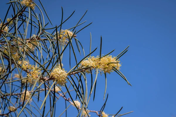 Zbliżenie Pięknego Kwiatu Eukaliptusa Liśćmi — Zdjęcie stockowe