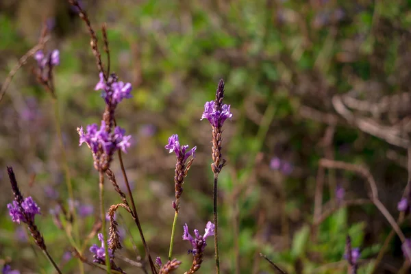 Colorful Background Purple Lavander Flowers Nature — Stock Photo, Image