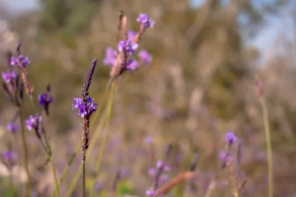 stock image Colorful background with purple lavander flowers in the nature