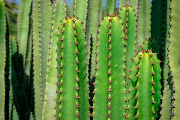 Euphorbia Canariensis Kanarieninsel Typischer Kaktus — Stockfoto