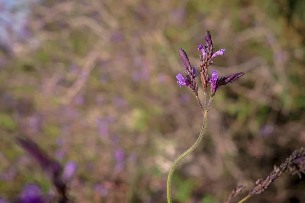 紫色薰衣草花在性质上与多彩背景 — 图库照片
