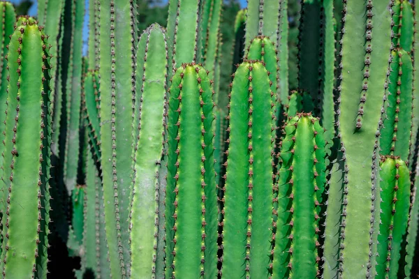 Euphorbia Canariensis Kanári Sziget Tipikus Kaktusz — Stock Fotó