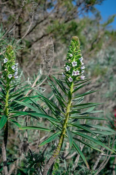 Flora Din Gran Canaria Echium Decaisnei Înflorire Ianuarie — Fotografie, imagine de stoc