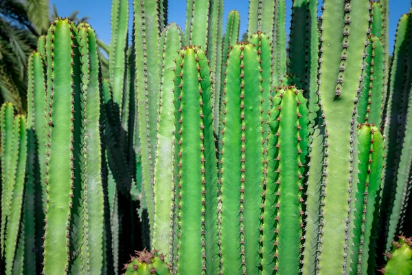 Euphorbia Canariensis Kanarieninsel Typischer Kaktus — Stockfoto
