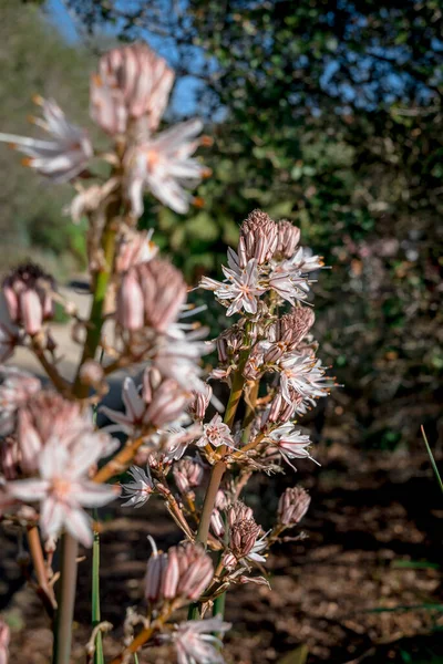 Flora Gran Canaria Echium Decaisnei Fioritura Gennaio — Foto Stock