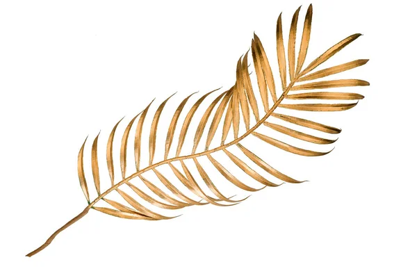 Gouden Palm Laat Decoratieve Bloem Een Witte Achtergrond — Stockfoto