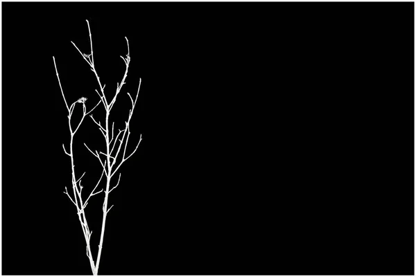 Siyah Arkaplanda Beyaz Yapay Çiçekler — Stok fotoğraf