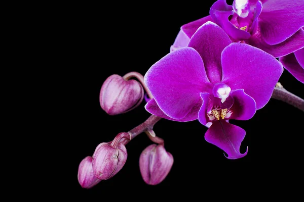 Orchidee Kwiaty Czarnym Tle — Zdjęcie stockowe