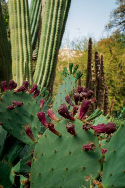 Barbar İncir Bitkisi, Hint İncirli Opuntia, omurgasız Kaktüs,