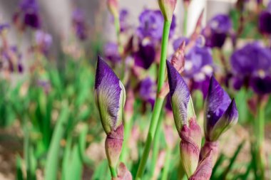 Yaz bahçesinde güzel parlak irisler