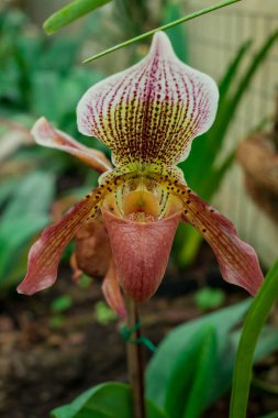 Cymbidium aloifolium çiçekleri. Epifitik orkide.