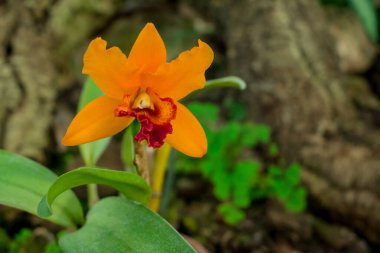 Cymbidium aloifolium çiçekleri. Epifitik orkide.