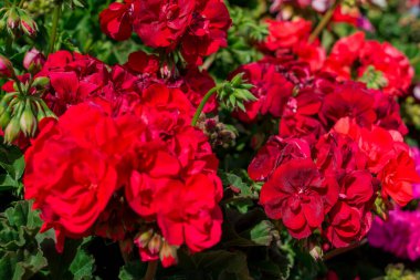 güzel çiçek arka plan sardunyalar yığınları