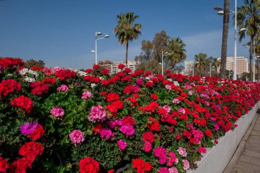 güzel çiçek arka plan sardunyalar yığınları