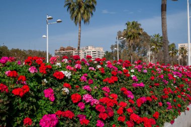 güzel çiçek arka plan sardunyalar yığınları