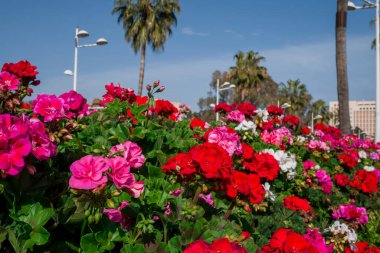 güzel çiçek arka plan sardunyalar yığınları