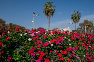 güzel çiçek arka plan sardunyalar yığınları