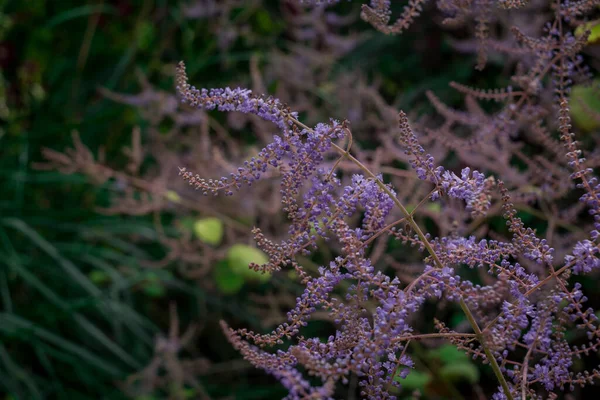  mor yağmur - astilbe chinensis - çiçek açan mor astilbe in s