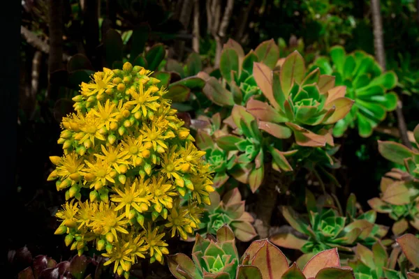 Aeonium Arboreum Bright Yellow Flowers Spring — Stock Photo, Image