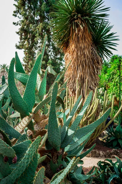 Planta Higuera Berbería Higo Indio Opuntia Cactus Sin Espinas —  Fotos de Stock