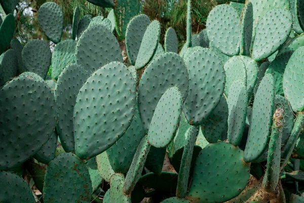 Berberitzenfeigenpflanze Indische Feigenopuntia Dornenloser Kaktus — Stockfoto