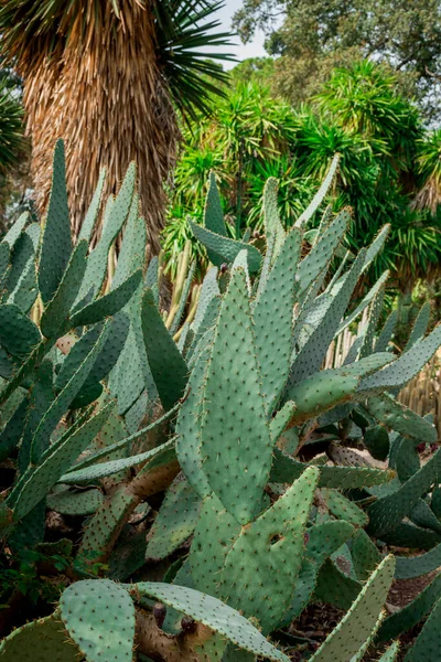 インドの野生植物図オプンティア スピノレスサボテン — ストック写真